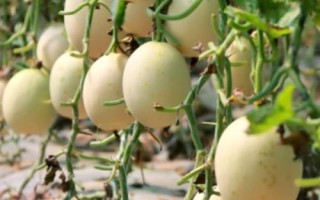 甜瓜多久可以成熟，開花后50天左右便可成熟