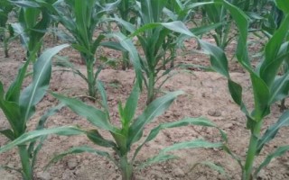 雅玉112（試驗名稱：雅玉112）玉米種子特點，適宜種植密度4500株/畝