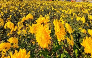 秋季適合種哪些花，可以種菊花、桂花、蝴蝶蘭等