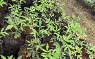 花椒樹苗什么時候種植，秋季8-9月份之間種植最佳