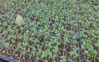 圣女果育苗期如何管理，沒有完全齊苗之前為其提供高溫環(huán)境