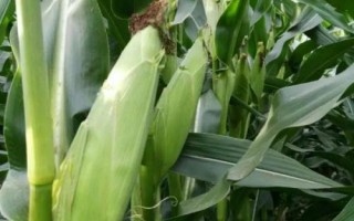 星銳813玉米種子介紹，高抗其他玉米病蟲害
