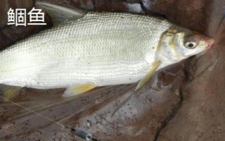 9號伊豆魚鉤的體型，鉤身長度接近13毫米