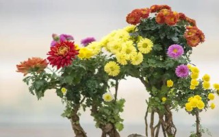 盆栽菊花如何養(yǎng)殖，夏季每天都澆一次水