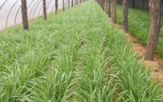 韭菜籽的栽培技術(shù)，每采收一次就要追施一次肥料