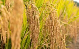 旌優(yōu)華占水稻種子特征特性，晚稻6月下旬至7月上旬播種