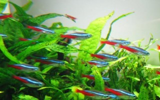 寶蓮燈魚身上有白點(diǎn)的原因，水溫過低或身體表面有小瓜蟲都會導(dǎo)致