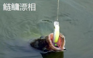 釣魚怎么看漂提竿，每個(gè)魚種漂相不一樣