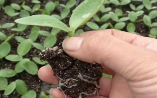 南瓜的種植方式，選擇4月至5月之間進(jìn)行栽種