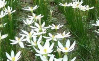 什么是白花蔥蘭，屬于石蒜科、蔥蓮屬植物