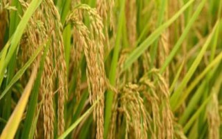 津原U9水稻品種的特性，全生育期175天