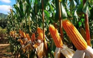 東禹108玉米品種的特性，4月下旬至5月上旬播種