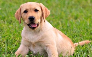 犬肉毒梭菌毒素中毒診斷要點(diǎn)，多見(jiàn)于夏季
