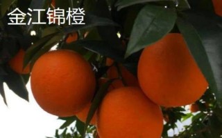 四川省攀枝花的特產(chǎn)，攀枝花芒果是全國農(nóng)產(chǎn)品地理標(biāo)志