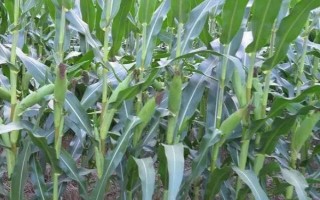 新糯玉12號玉米品種的特性，選擇中等肥力以上地塊種植