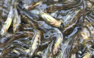 黃骨魚苗的價格，通常在10-20元一斤左右