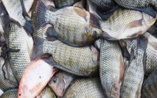 羅非魚的價格，因規(guī)格、地區(qū)等條件而異