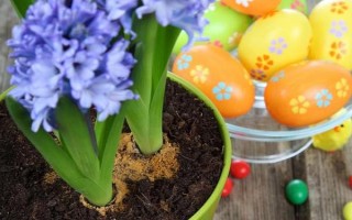 夏天怎么養(yǎng)風(fēng)信子，花謝后就要養(yǎng)好球莖