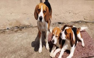 比格犬吃什么狗糧，專(zhuān)業(yè)的狗糧最為合適