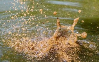 釣鯽魚是否要打窩，取決于垂釣方式