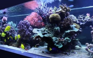 海水魚的飼養(yǎng)方法，每個月?lián)Q一次水