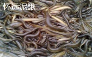 安徽省長豐縣的特產(chǎn)，下塘燒餅深受消費者喜愛