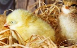 小雞拉稀的原因，飼料中的粗蛋白含量過多、會刺激腸道引發(fā)拉稀