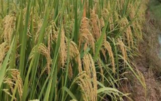 Q香優(yōu)266水稻種子特點，3月下旬至4月中旬播種