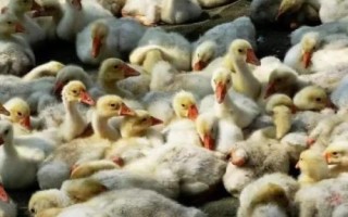 雛鵝怎么飼養(yǎng)，出殼后要在一天內(nèi)飲水開食