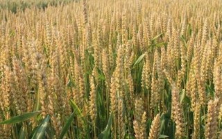 山農(nóng)67小麥品種的特性，適宜播期10月7日～15日