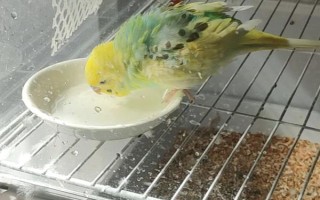 鸚鵡要驅(qū)蟲嗎，需要分情況處理