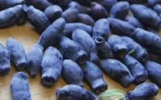 藍靛果的價格，通常每斤在45-50元