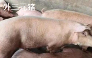 外三元豬和內(nèi)三元豬的區(qū)別，雜交方式不同
