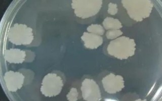 枯草芽孢桿菌的防治對(duì)象，可防治青枯病、潰瘍病、性軟腐等