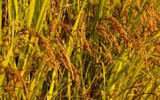 隆兩優(yōu)1377的產(chǎn)量表現(xiàn)，平均畝產(chǎn)482.02千克