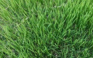適合在農(nóng)村種植的農(nóng)作物，包括秋葵、香菜、小麥、水稻等品種