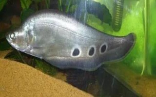 家養(yǎng)七星刀魚有什么寓意，寓意著腳踏七星