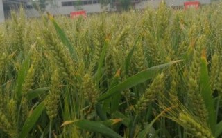 成麥829小麥種簡介，每畝適宜基本苗18～22萬