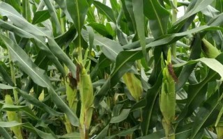 正紅T55玉米品種簡介，密度4000株/畝左右