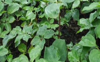 重樓種植誤區(qū)，避免選錯(cuò)土壤、種植時(shí)間和管理方式