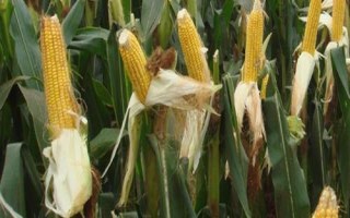 清科甜1號玉米種子簡介，秋植生育期74天