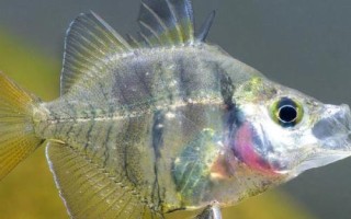玻璃拉拉魚(yú)的食物，喜歡吃水蚤、紅蟲(chóng)、蚯蚓等活餌
