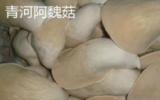 新疆阿勒泰地區(qū)的特產(chǎn)，喀納斯蜜瓜被譽為“阿山一絕”