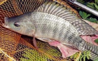 羅非魚的價格，因規(guī)格、地區(qū)等條件而異