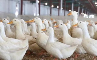給肉鴨配制飼料的原則，不能一次性配制過多