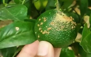 柑橘煤污病的發(fā)病特點(diǎn)，在葉片、枝梢及果實(shí)的表面有黑色的煤污斑