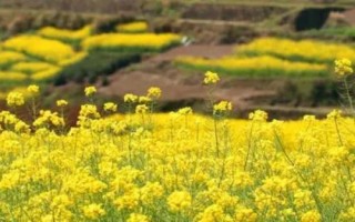 油菜農(nóng)歷什么時(shí)候播種，四月份或九月份播種