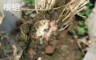 紅薯有哪些蟲害，要注意防治金龜子、金針蟲、螻蛄、地老虎