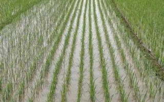 華研6水稻種子介紹，該品種主莖12片葉