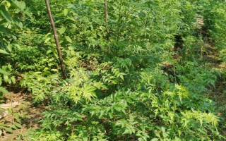 苦楝的種植方法，可以種子繁殖和扦插繁殖